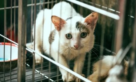 hukum buang kucing