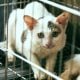 hukum buang kucing