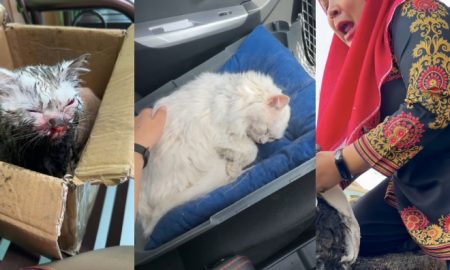 kucing hilang
