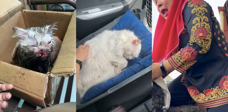 kucing hilang