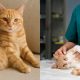 tanda kucing bunting