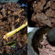 DAGING