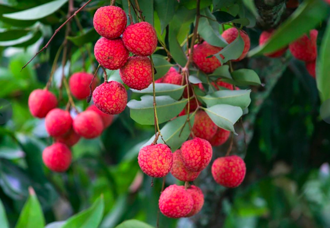 pokok laici