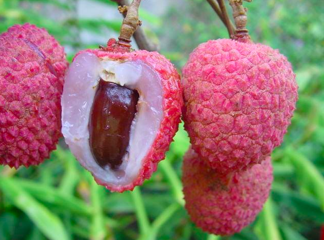 pokok laici