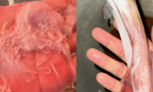 cara cuci sotong