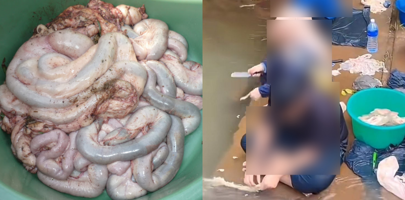 CUCI PERUT LEMBU