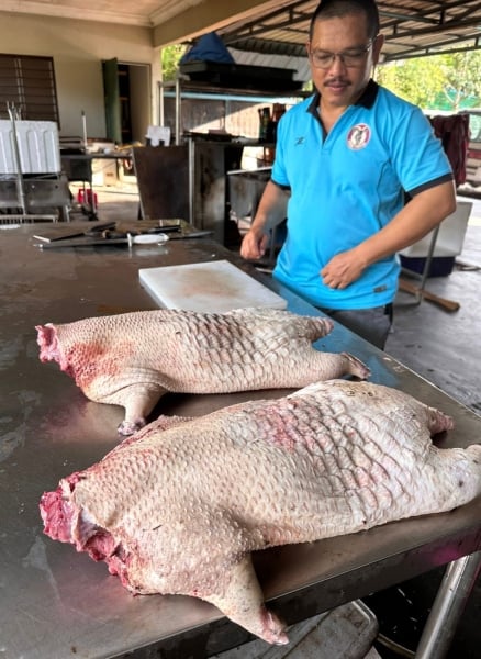hukum makan landak