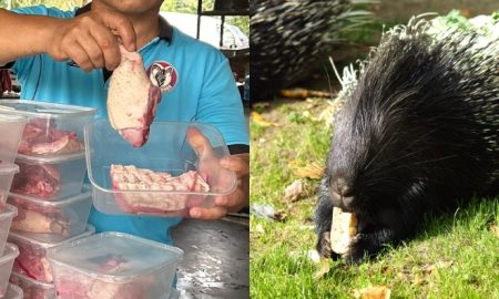 hukum makan landak