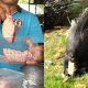 hukum makan landak