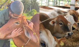 korban lembu