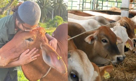 korban lembu