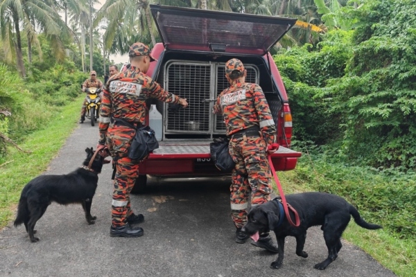 mencari lembu