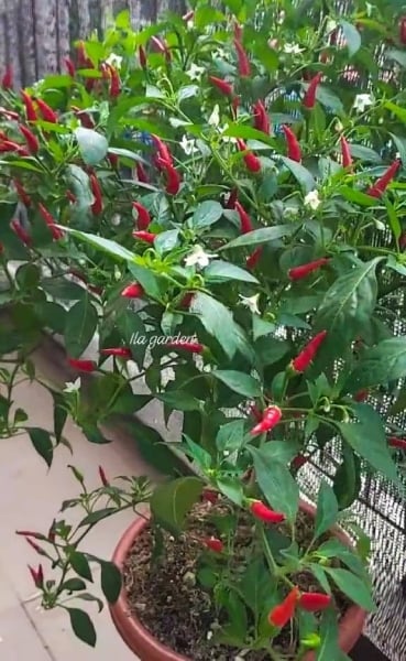 pokok cili
