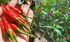 pokok cili