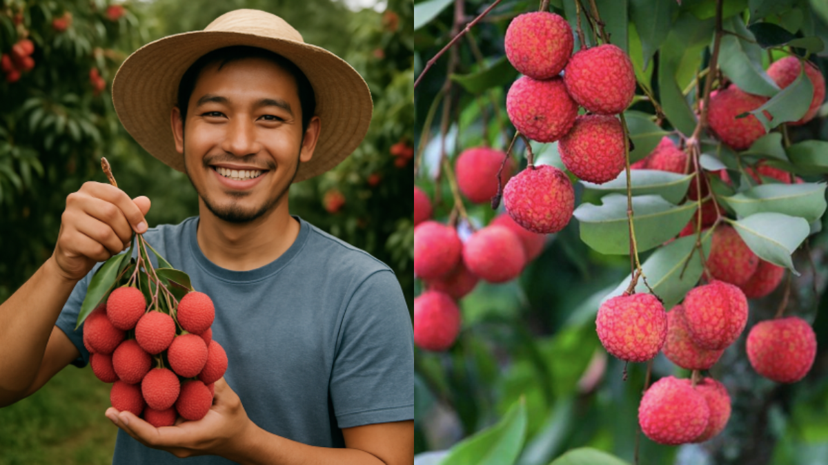 pokok laici