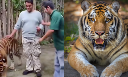 tiger kingdom phuket