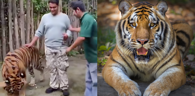 tiger kingdom phuket