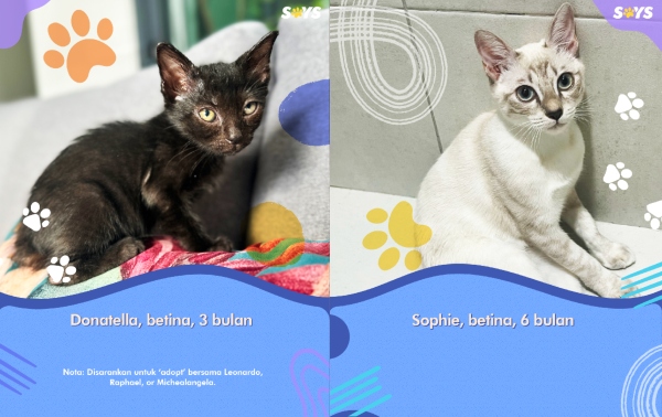 kempen furever friends