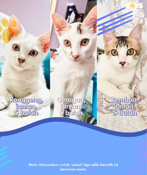 furever friends
