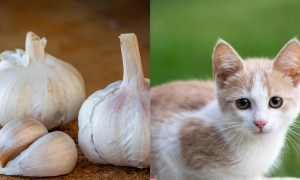 kucing berak