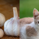 kucing berak