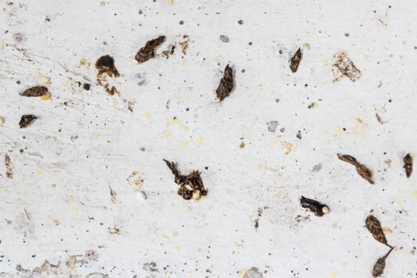 petua rumah bebas cicak