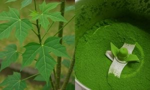 pokok ajinomoto