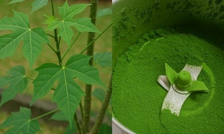 pokok ajinomoto