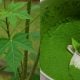 pokok ajinomoto
