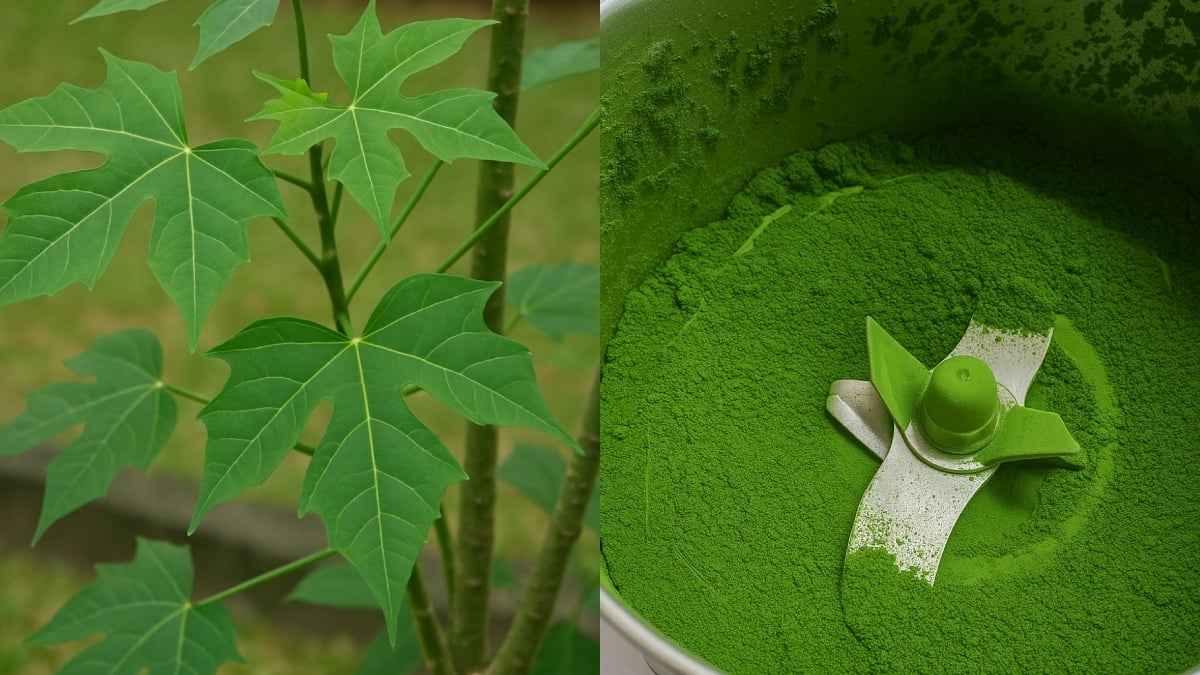 pokok ajinomoto