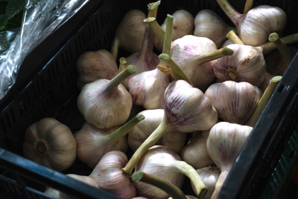 tanam bawang putih