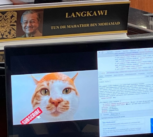 video kucing