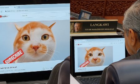 video kucing