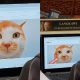 video kucing