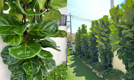 POKOK FIDDLE FIG
