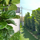 POKOK FIDDLE FIG