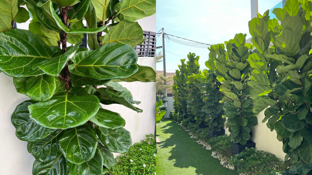 POKOK FIDDLE FIG