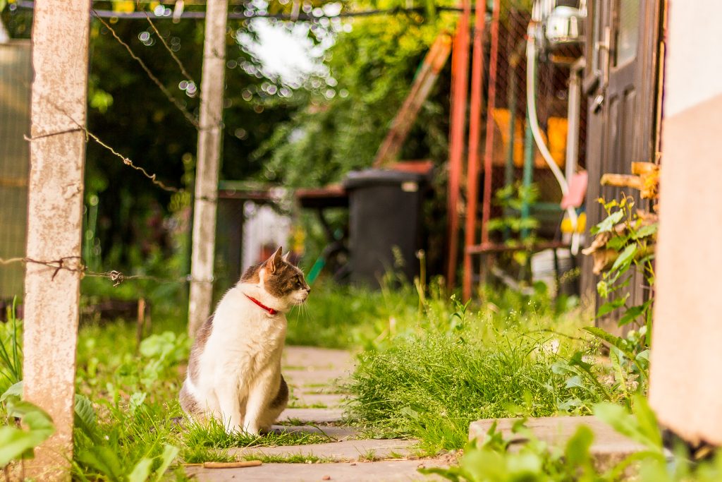 najis kucing