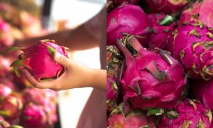 buah naga yang manis