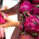 buah naga yang manis