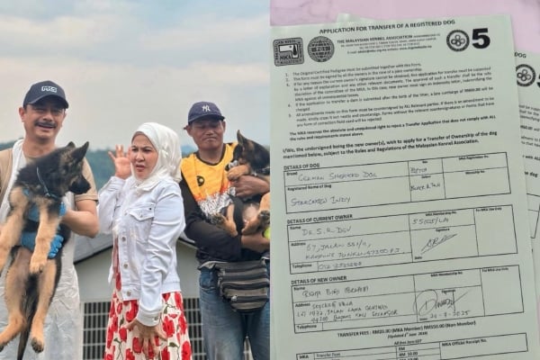 hukum bela anjing