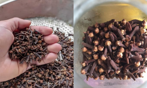 khasiat bunga cengkih