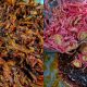 sambal bilis bunga kantan