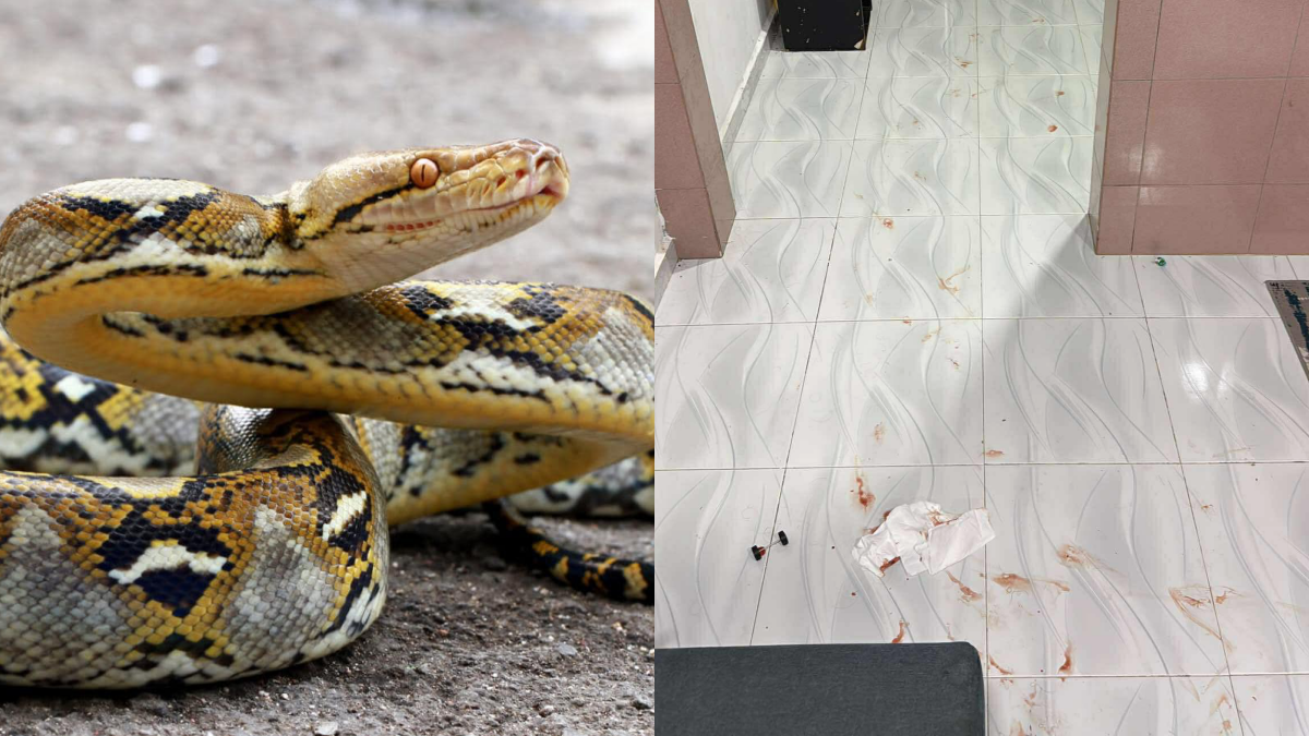 IBU DIPATUK ULAR SAWA