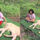 anak lembu