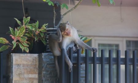 dilarikan monyet