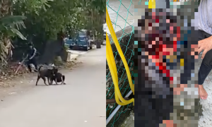 diserang anjing