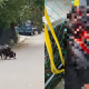 diserang anjing