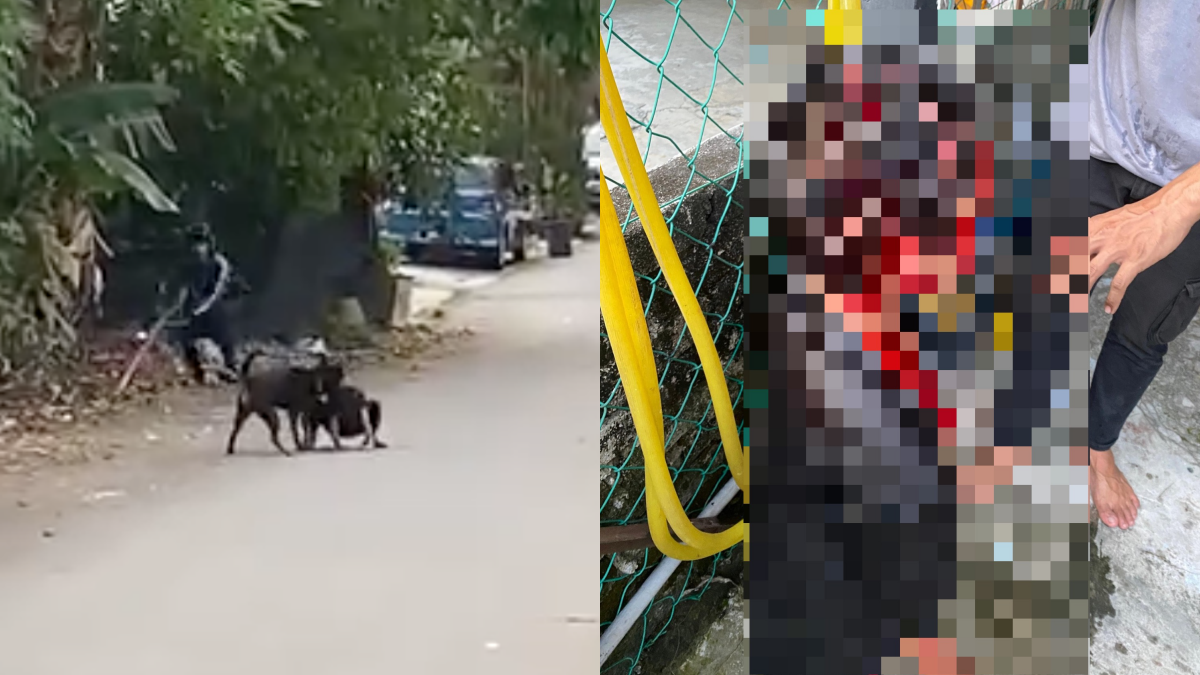 diserang anjing