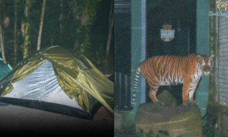 harga tiket zoo negara
